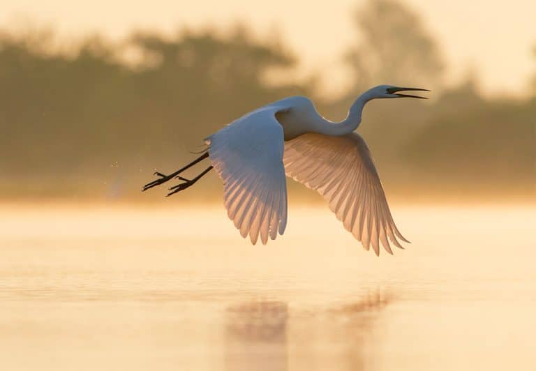 Oiseau survolant le Lac Grand-Lieu Lac Grand-Lieu
