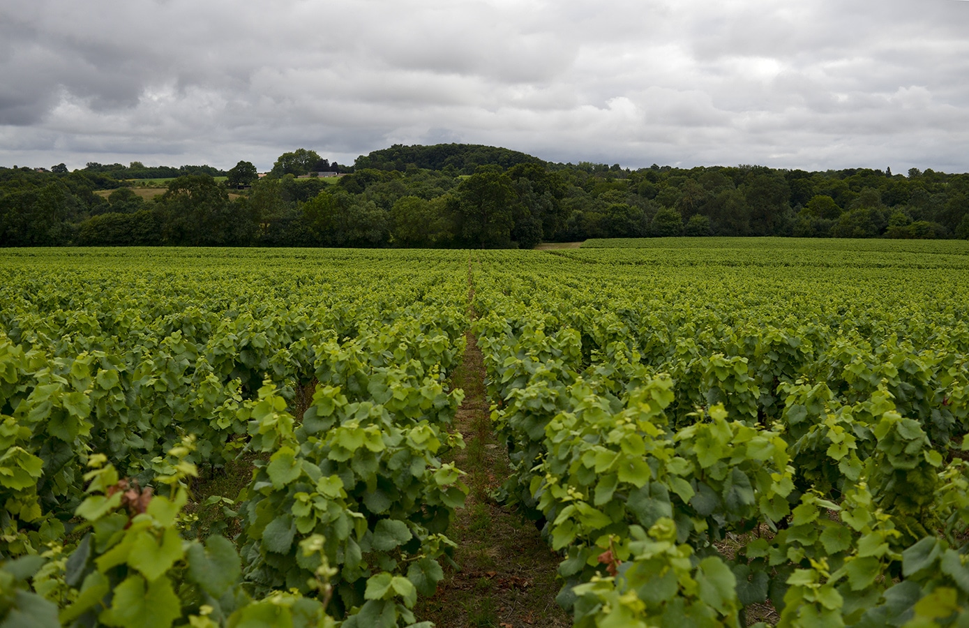 Vignes du Château du Coing