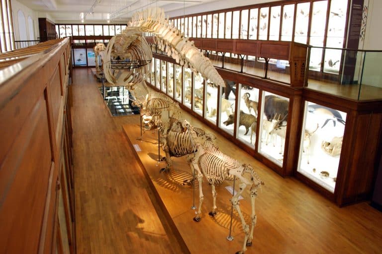 Muséum d'histoire naturelle de Nantes 