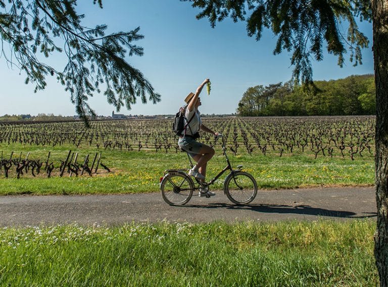 Visite à vélo dans le vignoble Visite à vélo dans le vignoble