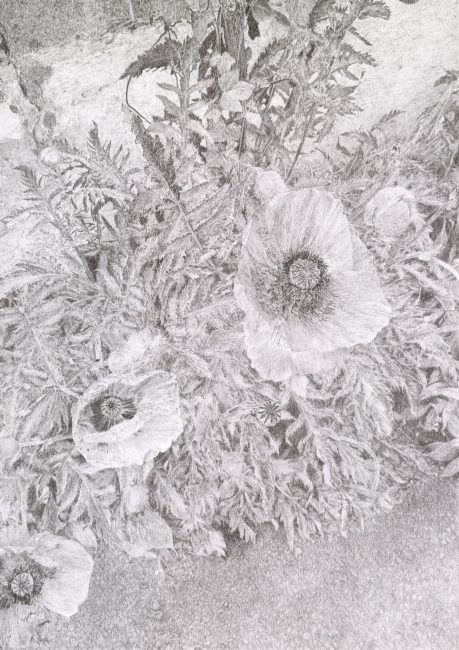 Morgane Fontaine, Mohnblume (de la série Marelle ; terre, ciel), 2026, graphite sur papier, 29,7 x 42cm - expo collectif Bonus, été 2026