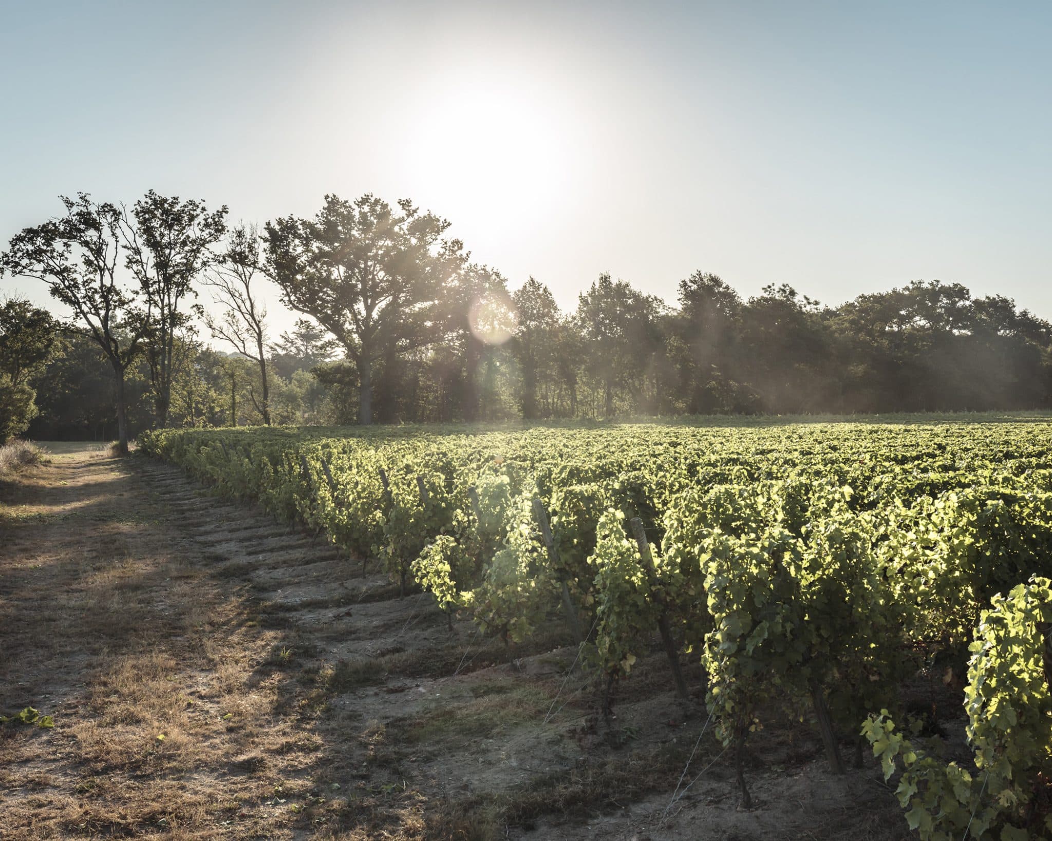 Le Voyage dans le Vignoble nantais Le Voyage dans le Vignoble nantais